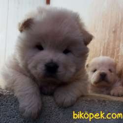 RUHSATLI KÖPEK ÇİFTLİĞİNDEN CHOW CHOW YAVRULARI 2