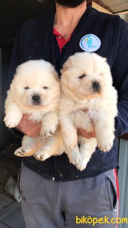 RUHSATLI KÖPEK ÇİFTLİĞİNDEN CHOWCHOW YAVRULARI 2