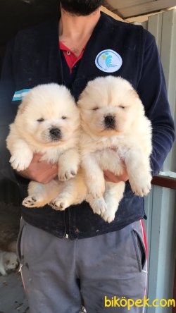 RUHSATLI KÖPEK ÇİFTLİĞİNDEN CHOWCHOW YAVRULARI 3