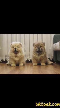 Ruhsatlı Üretim Çiftliğinden Chow Chow 3