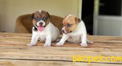 RUHSATLI ÜRETİM ÇİFTLİĞİNDEN JACK RUSSEL TERRİER YAVRULAR 5