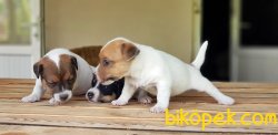 RUHSATLI ÜRETİM ÇİFTLİĞİNDEN JACK RUSSEL TERRİER YAVRULAR 3
