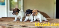 RUHSATLI ÜRETİM ÇİFTLİĞİNDEN JACK RUSSEL TERRİER YAVRULAR 1