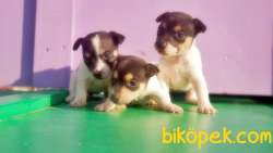 RUHSATLI ÜRETİM ÇİFTLİĞİNDEN JACK RUSSEL TERRİER YAVRULAR 1