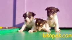 RUHSATLI ÜRETİM ÇİFTLİĞİNDEN JACK RUSSEL TERRİER YAVRULAR 5