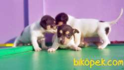 RUHSATLI ÜRETİM ÇİFTLİĞİNDEN JACK RUSSEL TERRİER YAVRULAR 4
