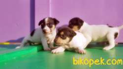 RUHSATLI ÜRETİM ÇİFTLİĞİNDEN JACK RUSSEL TERRİER YAVRULAR 2