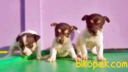 RUHSATLI ÜRETİM ÇİFTLİĞİNDEN JACK RUSSEL TERRİER YAVRULAR 3