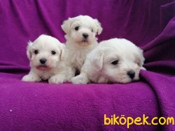 Ruhsatlı Üretim Çiftliğinden Maltese Terrier Yavruları 3