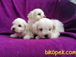 Ruhsatlı Üretim Çiftliğinden Maltese Terrier Yavruları 5