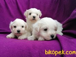 Ruhsatlı Üretim Çiftliğinden Maltese Terrier Yavruları 1
