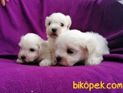Ruhsatlı Üretim Çiftliğinden Maltese Terrier Yavruları 2