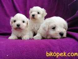 Ruhsatlı Üretim Çiftliğinden Maltese Terrier Yavruları 4