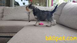 RUHSATLI ÜRETİM ÇİFTLİĞİNDEN MİNYATÜR SCHNAUZER YAVRULAR 4