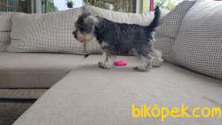 RUHSATLI ÜRETİM ÇİFTLİĞİNDEN MİNYATÜR SCHNAUZER YAVRULAR 2