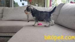 RUHSATLI ÜRETİM ÇİFTLİĞİNDEN MİNYATÜR SCHNAUZER YAVRULAR 3