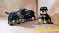 RUHSATLI ÜRETİM ÇİFTLİĞİNDEN MİNYATÜR SCHNAUZER YAVRULAR 4
