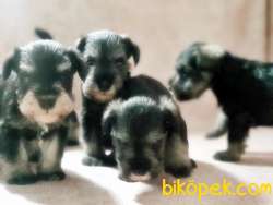 RUHSATLI ÜRETİM ÇİFTLİĞİNDEN MİNYATÜR SCHNAUZER YAVRULAR 1