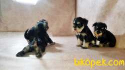 RUHSATLI ÜRETİM ÇİFTLİĞİNDEN MİNYATÜR SCHNAUZER YAVRULAR 3