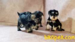 RUHSATLI ÜRETİM ÇİFTLİĞİNDEN MİNYATÜR SCHNAUZER YAVRULAR 5