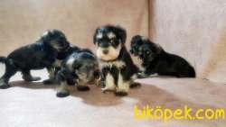 RUHSATLI ÜRETİM ÇİFTLİĞİNDEN MİNYATÜR SCHNAUZER YAVRULAR 2