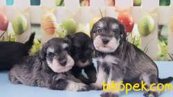 RUHSATLI ÜRETİM ÇİFTLİĞİNDEN MİNYATÜR SCHNAUZER YAVRULAR 5