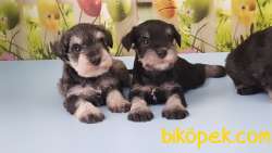 RUHSATLI ÜRETİM ÇİFTLİĞİNDEN MİNYATÜR SCHNAUZER YAVRULAR 2