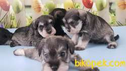 RUHSATLI ÜRETİM ÇİFTLİĞİNDEN MİNYATÜR SCHNAUZER YAVRULAR 4