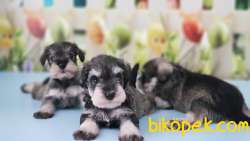 RUHSATLI ÜRETİM ÇİFTLİĞİNDEN MİNYATÜR SCHNAUZER YAVRULAR 1