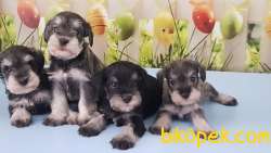 RUHSATLI ÜRETİM ÇİFTLİĞİNDEN MİNYATÜR SCHNAUZER YAVRULAR 3