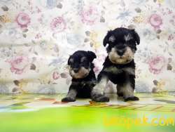 RUHSATLI ÜRETİM ÇİFTLİĞİNDEN MİNYATÜR SCHNAUZER YAVRULAR 3