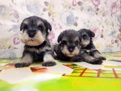 RUHSATLI ÜRETİM ÇİFTLİĞİNDEN MİNYATÜR SCHNAUZER YAVRULAR 4