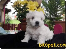 Ruhsatlı Üretim Çiftlikten  Maltese Terrier Yavruları 2