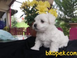 Ruhsatlı Üretim Çiftlikten  Maltese Terrier Yavruları 4
