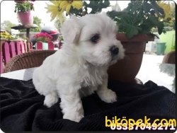 Ruhsatlı Üretim Çiftlikten  Maltese Terrier Yavruları 3