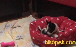 RUS FİNOSU KİMLİKLİ ORJİNAL IRK 1