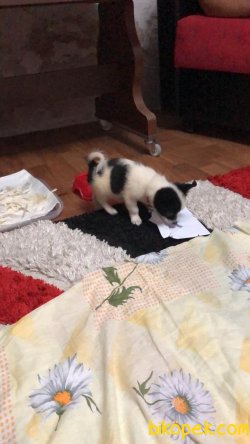 RUS FİNOSU KİMLİKLİ ORJİNAL IRK 3