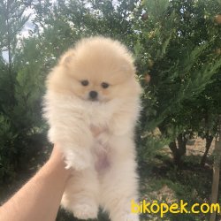 RUSSIA URETIM TEDDY FACE BOO YAVRULAR 2