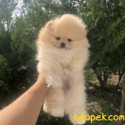 RUSSIA URETIM TEDDY FACE BOO YAVRULAR 3
