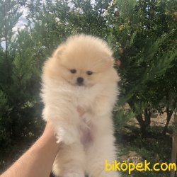 RUSSIA URETIM TEDDY FACE BOO YAVRULAR 1