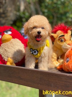 RUSSİA ÜRETİM TOY POODLE BEBEKLER 3