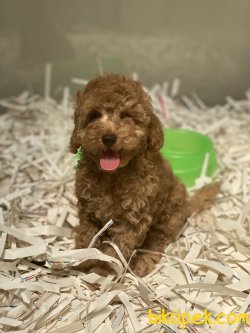 Rusya Dan Orjinal Toy Poodle Red Ve Apricot 2