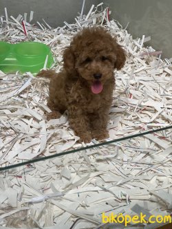 Rusya Dan Orjinal Toy Poodle Red Ve Apricot 4