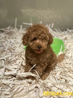 Rusya Dan Orjinal Toy Poodle Red Ve Apricot 3