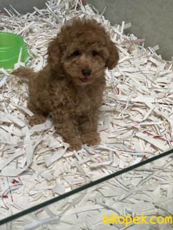 Rusya Dan Orjinal Toy Poodle Red Ve Apricot 5