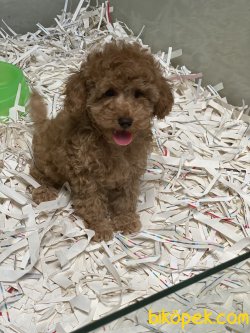 Rusya Dan Orjinal Toy Poodle Red Ve Apricot 1