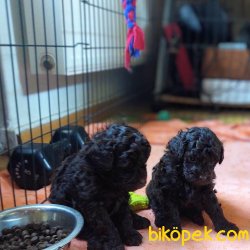 Rusya Dan Siyah Toy Poodle Orjinal Anne Baba Secereli 2
