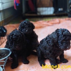 Rusya Dan Siyah Toy Poodle Orjinal Anne Baba Secereli 3