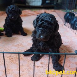 Rusya Dan Siyah Toy Poodle Orjinal Anne Baba Secereli 1