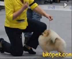 Rusya Şampiyonu Erkek Pomeranianboo 2